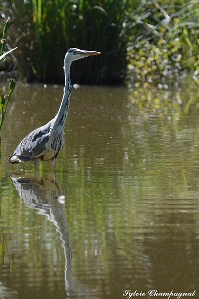 Héron cendré Dordogneb.JPG